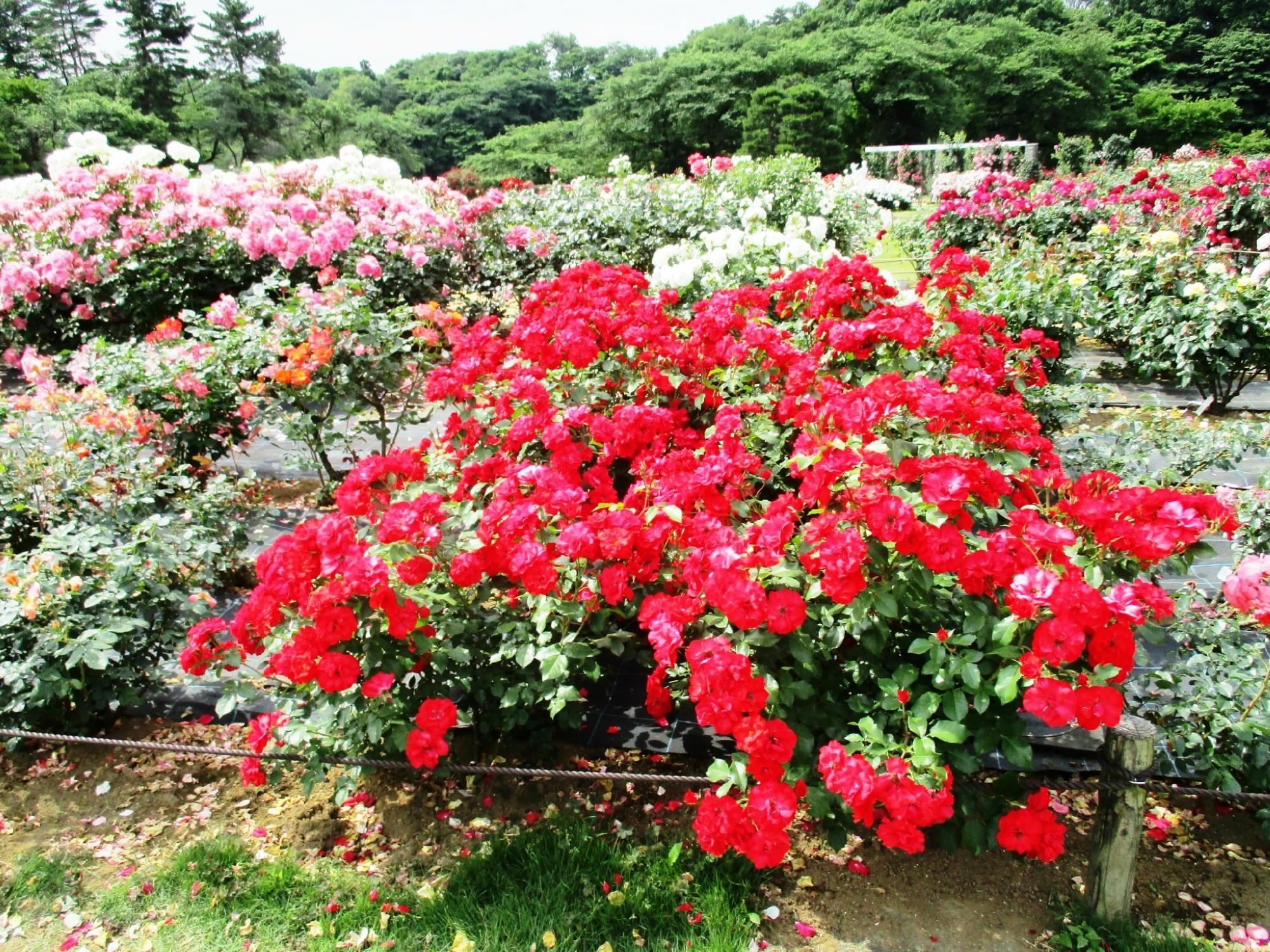 Ikuta Ryokuchi Rose Garden O que saber antes de ir ATUALIZADO 2024