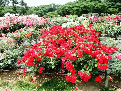 川崎の庭園 川崎の 件の庭園をチェックする トリップアドバイザー