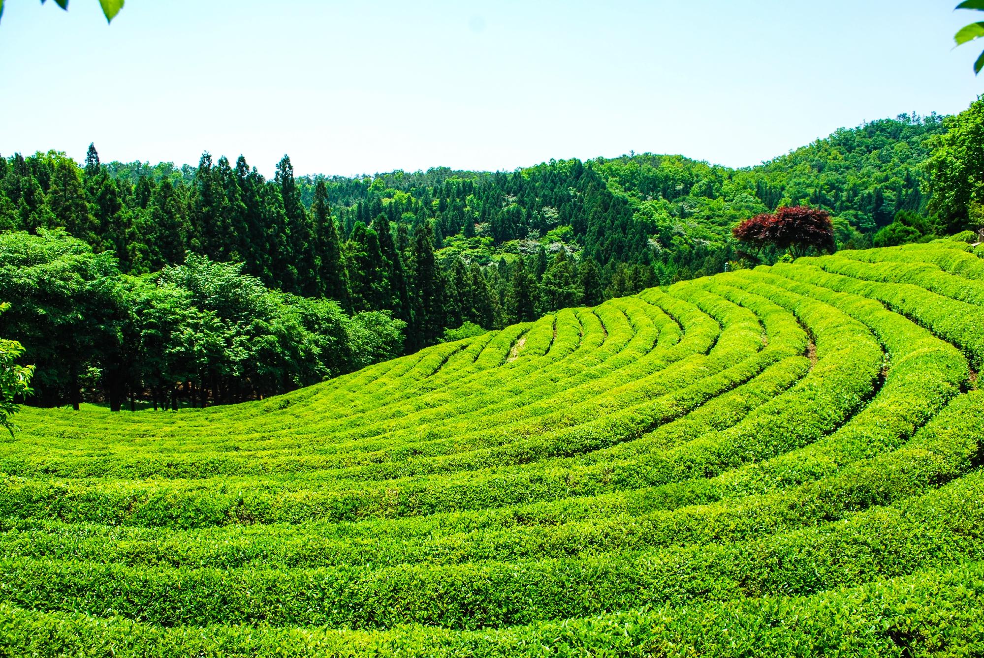 2023年 Boseong Green Tea Field Daehan Dawon - 行く前に！見どころを