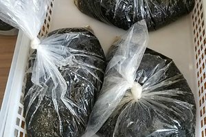 料理