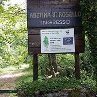Abetine