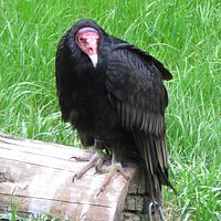 Weisskopfseeadler und Geier im Park
