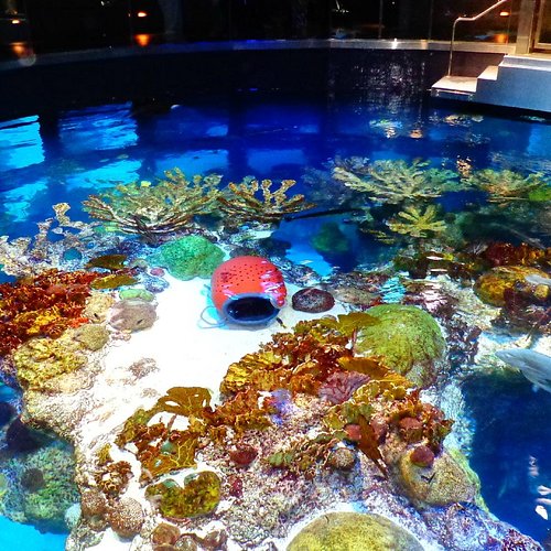 The 23 Best Aquarium Decorations of 2024
