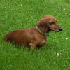 littlereddachsie