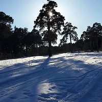 Гилёвская роща