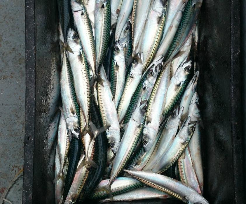 Mackerel Fishing Trips - Running From Tenby Harbour Daily!