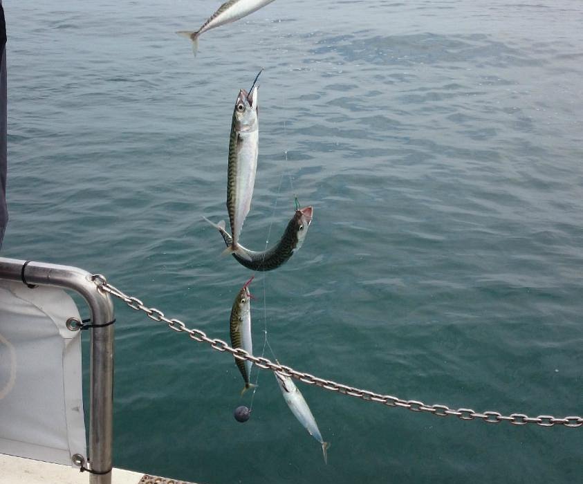 Mackerel Fishing Trips - Running From Tenby Harbour Daily!