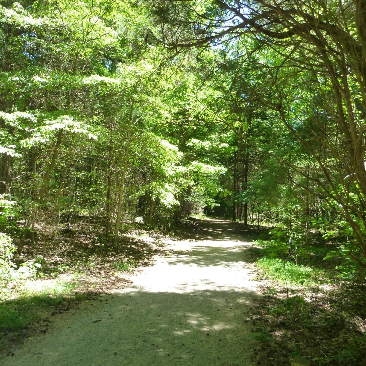 Reedy Creek Park Parking