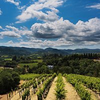 View from the deck at MoniClaire Vineyards