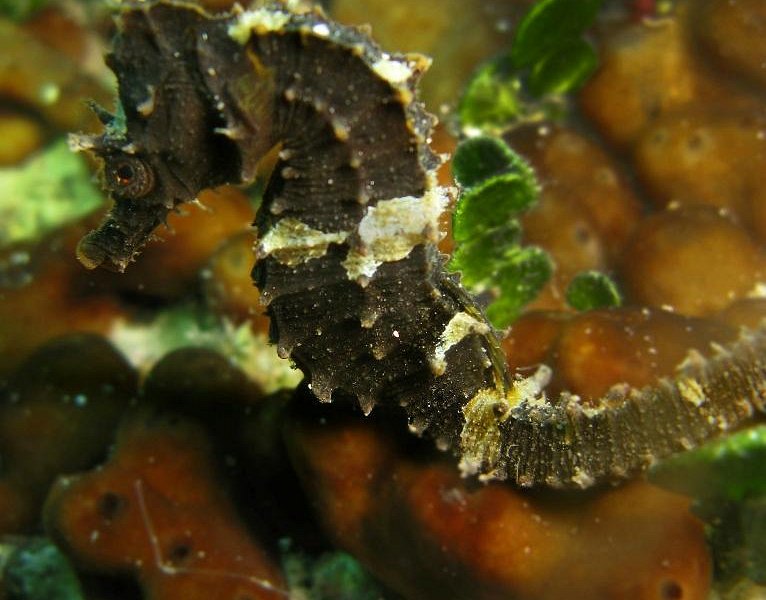 Gorgonia Diving image