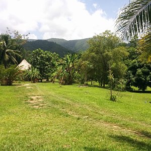 jungle view