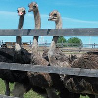 Экоферма Изборский страус