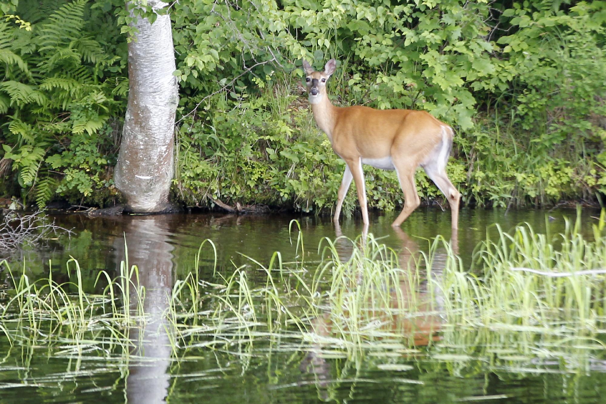 Wisconsin River Cruises Rhinelander All You Need To Know BEFORE You Go   Wisconsin River Cruises 