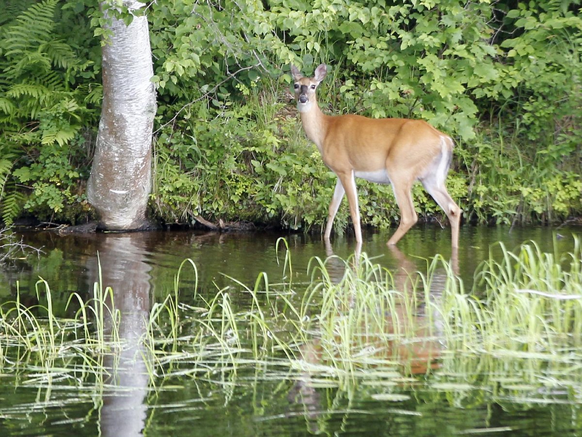 Wisconsin River Cruises Rhinelander Wisconsin River Cruises