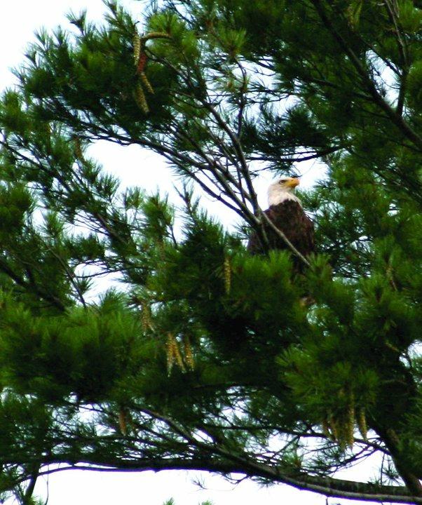 Wisconsin River Cruises Rhinelander All You Need To Know BEFORE You Go   Wisconsin River Cruises 