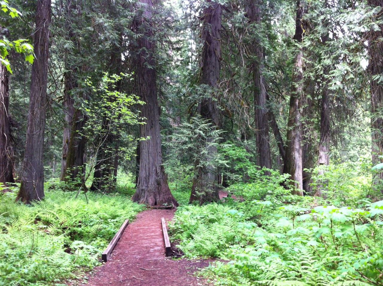 Ross near the outlet grove