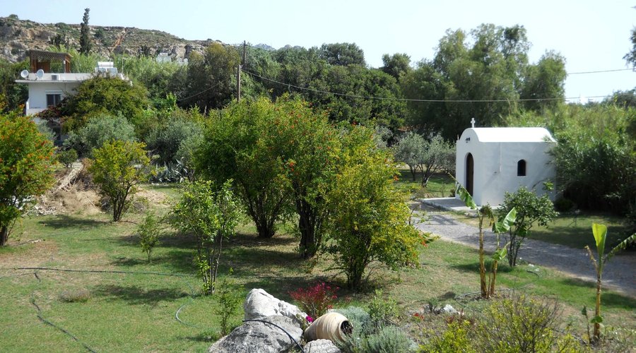 The garden