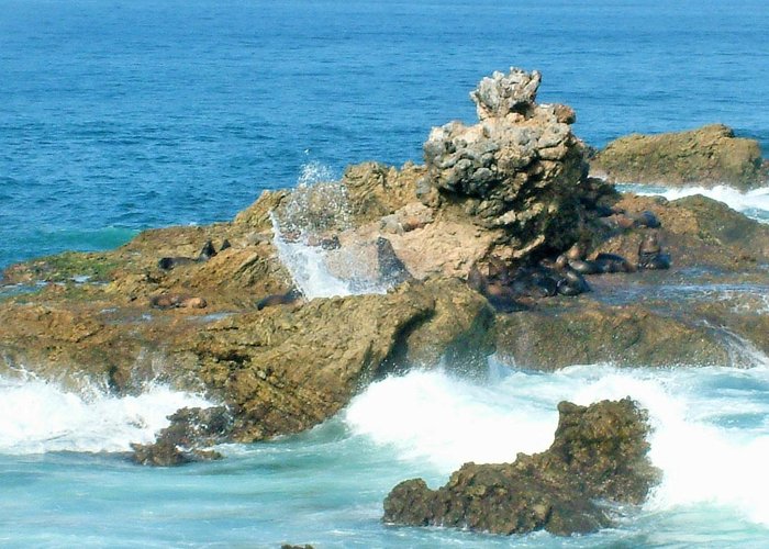 SPLASH SEA LIONS