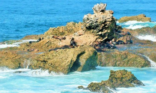 SEA LIONS 2
