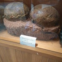 Skamieniałe jaja dinozaura.