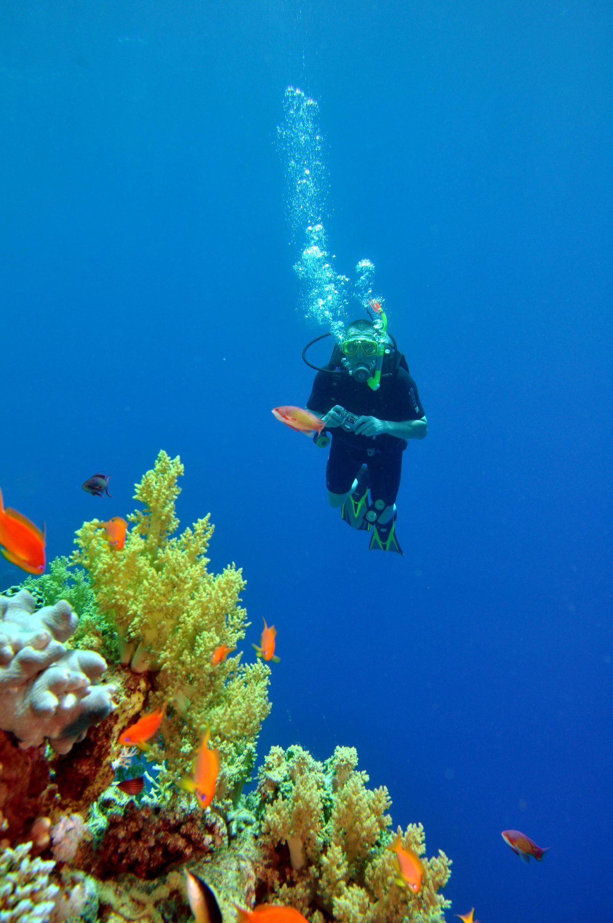 DIVING IN SHARM EL SHEIKH Ce qu'il faut savoir pour votre visite