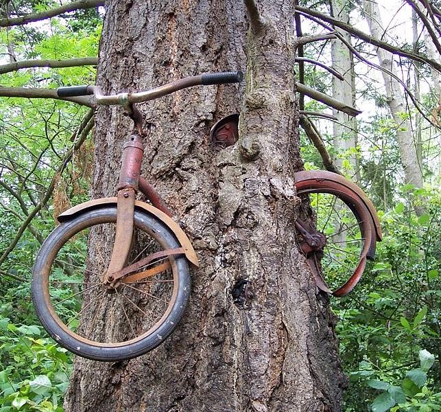 Old Bicycle in the Tree image