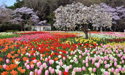 ４月の花ひろば