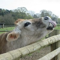 Daisy the Cow