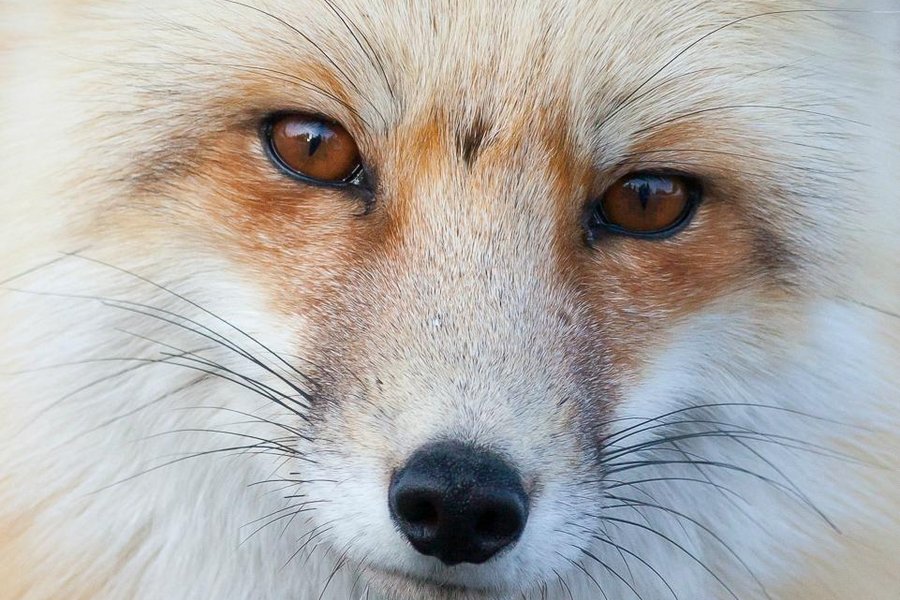 Jackson Hole Wildlife Safaris image