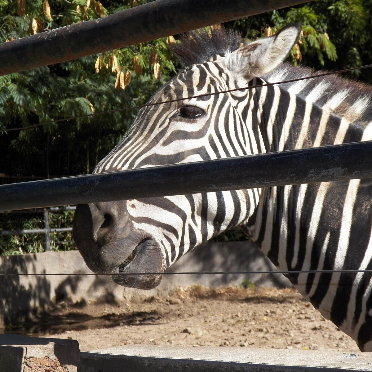 Zoo Buenos Aires - All You Need to Know BEFORE You Go Zoo Buenos Aires - All You Need to Know BEFORE You Go