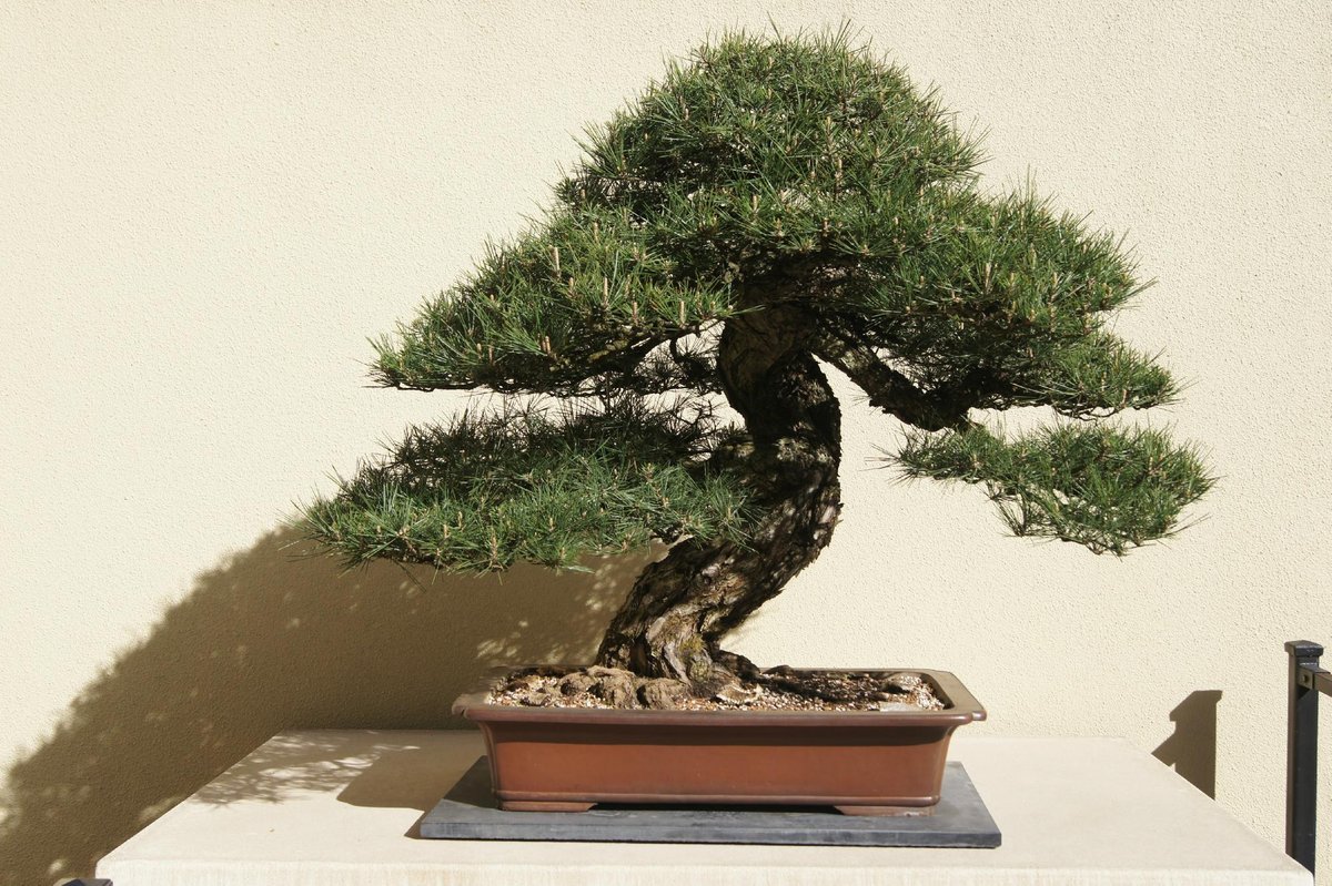 Pacific Bonsai Museum (Federal Way) - All You Need to Know BEFORE You Go