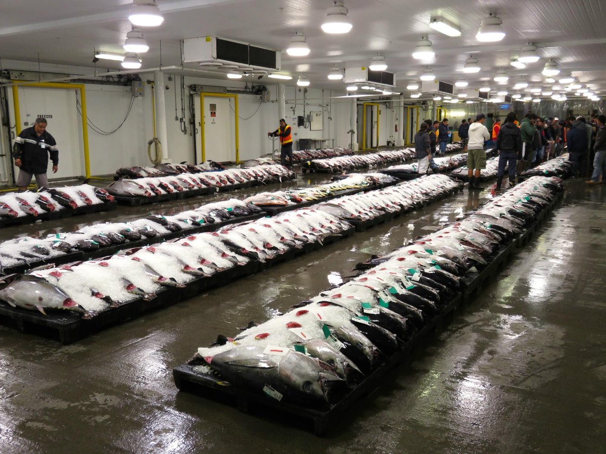 Honolulu Fish Auction, Гонолулу: лучшие советы перед посещением -  Tripadvisor