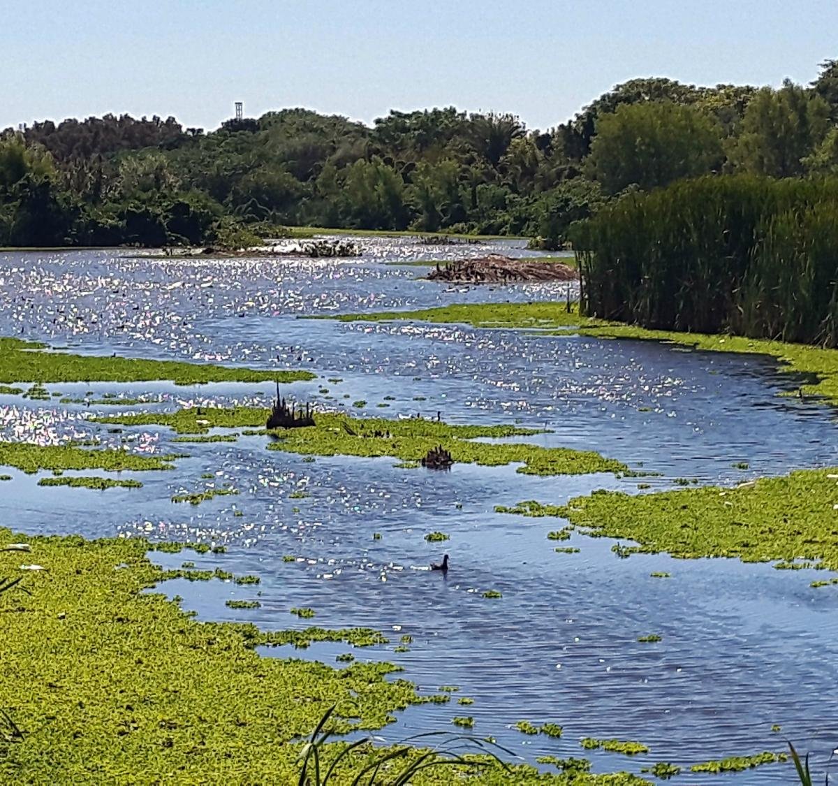 Reserva Ecológica Costanera Sur Buenos Aires Lohnt Es Sich Aktuell Für 2024 Mit Fotos 2963