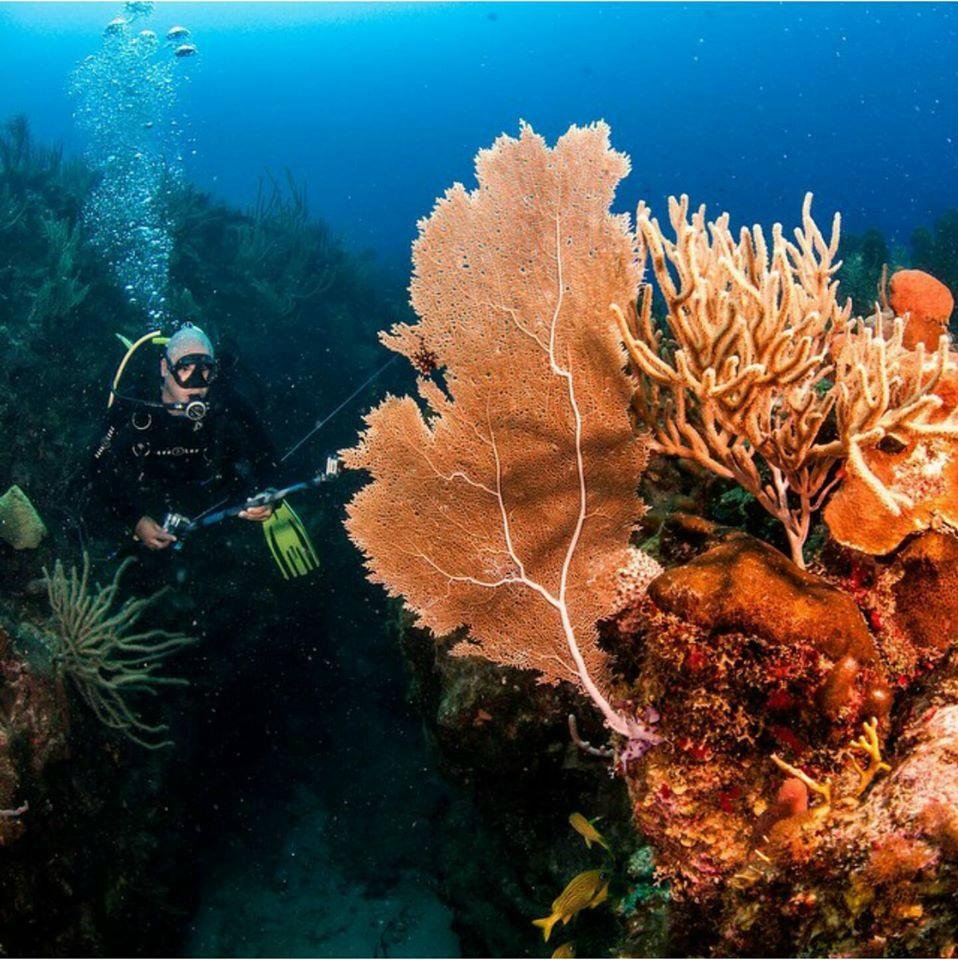 Papayo Divers, Lajas: лучшие советы перед посещением - Tripadvisor