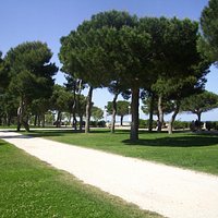 A l'ombre des pins