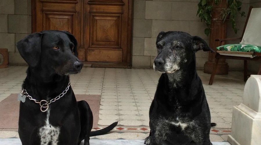 ... picasso y violeta !!