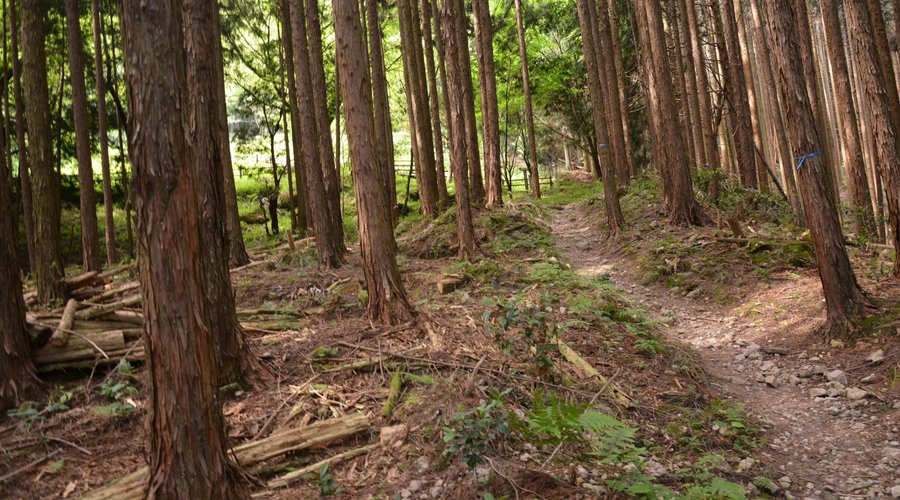 向淵群生地のへ道