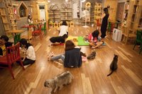 I visited a cat cafe in Korea and I didn't like it - La Vida Nómade