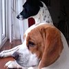MissyBuddy2