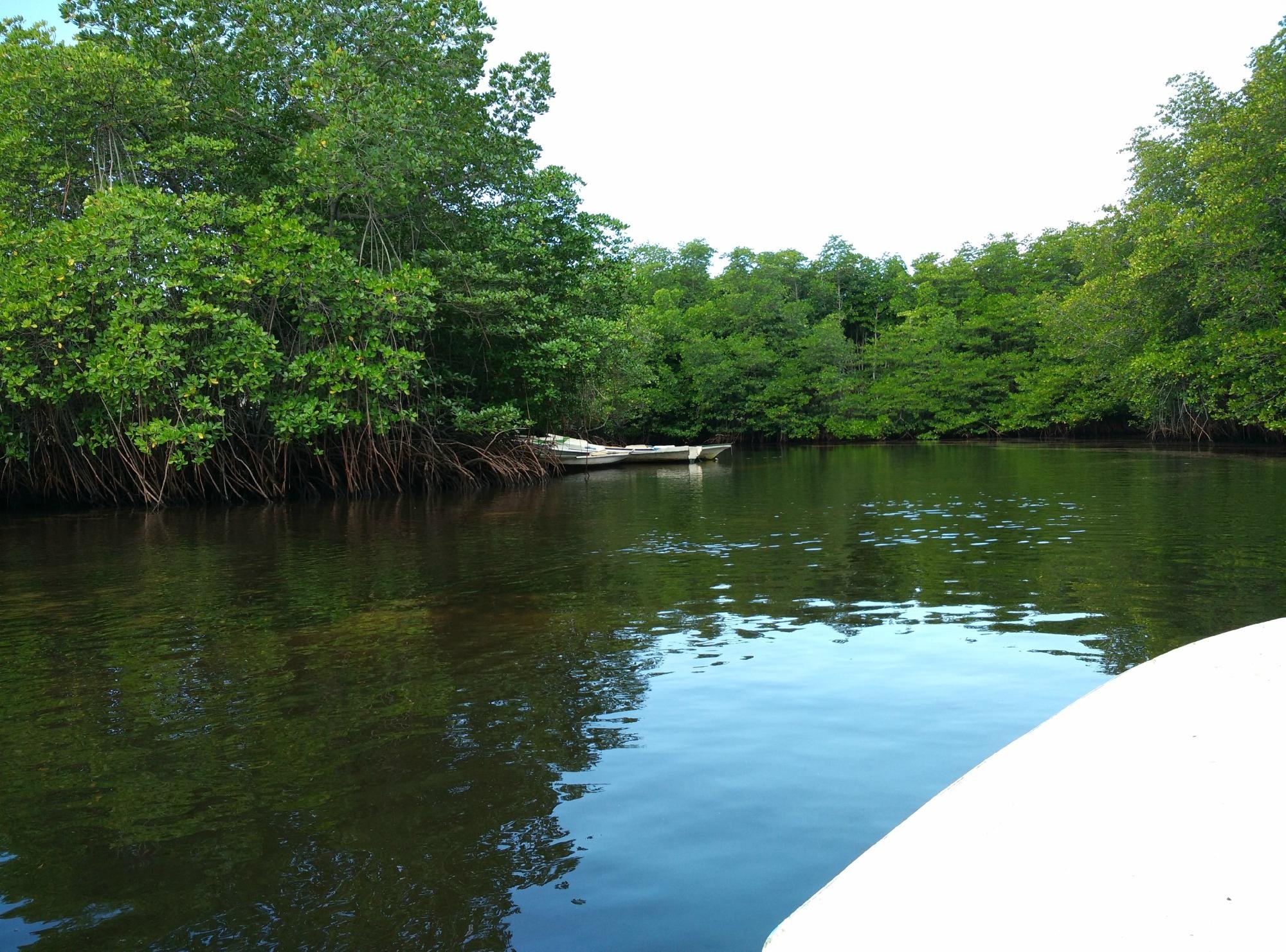 MANGROVE FOREST NUSA LEMBONGAN - All You Need To Know BEFORE You Go