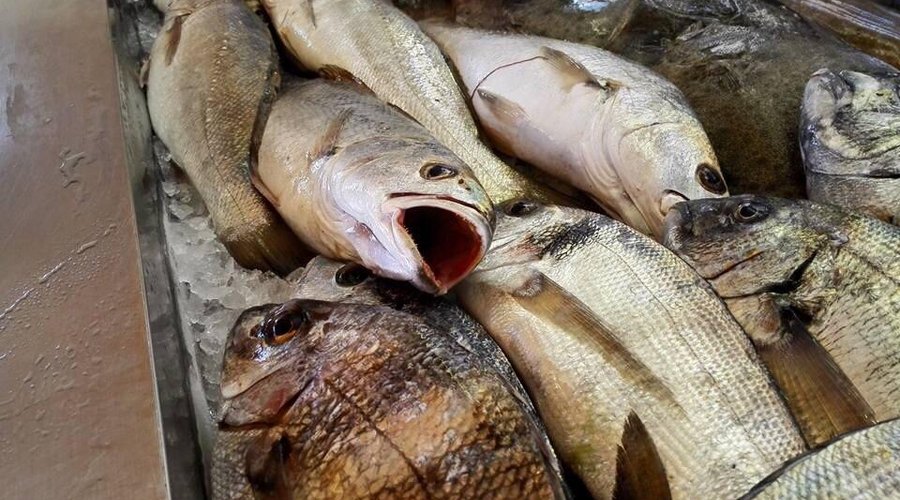 Peixinho do mar de mira!!!