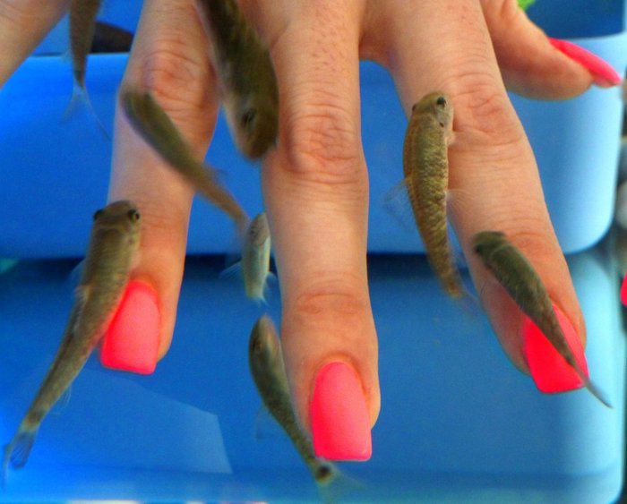 Imagen 6 de Fishness Fish Spa & Wellness