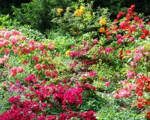 The fourth-largest arboretum in Europe located in Kórnik, in Greater Poland  - Let's Teach Europe