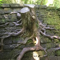 Tree in a wall !!!