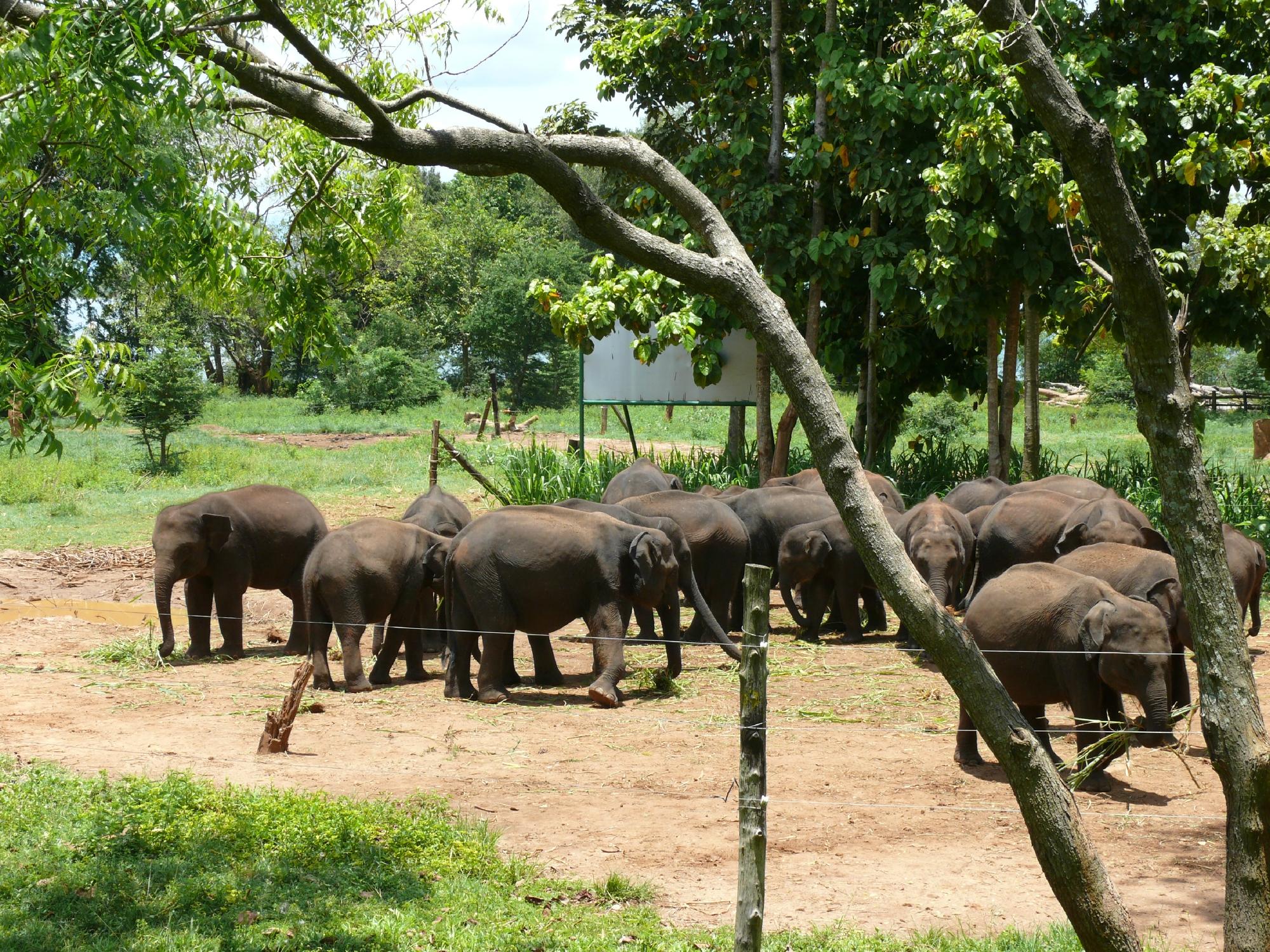 Udawalawe National Park Tourism (2023): Best Of Udawalawe National Park ...