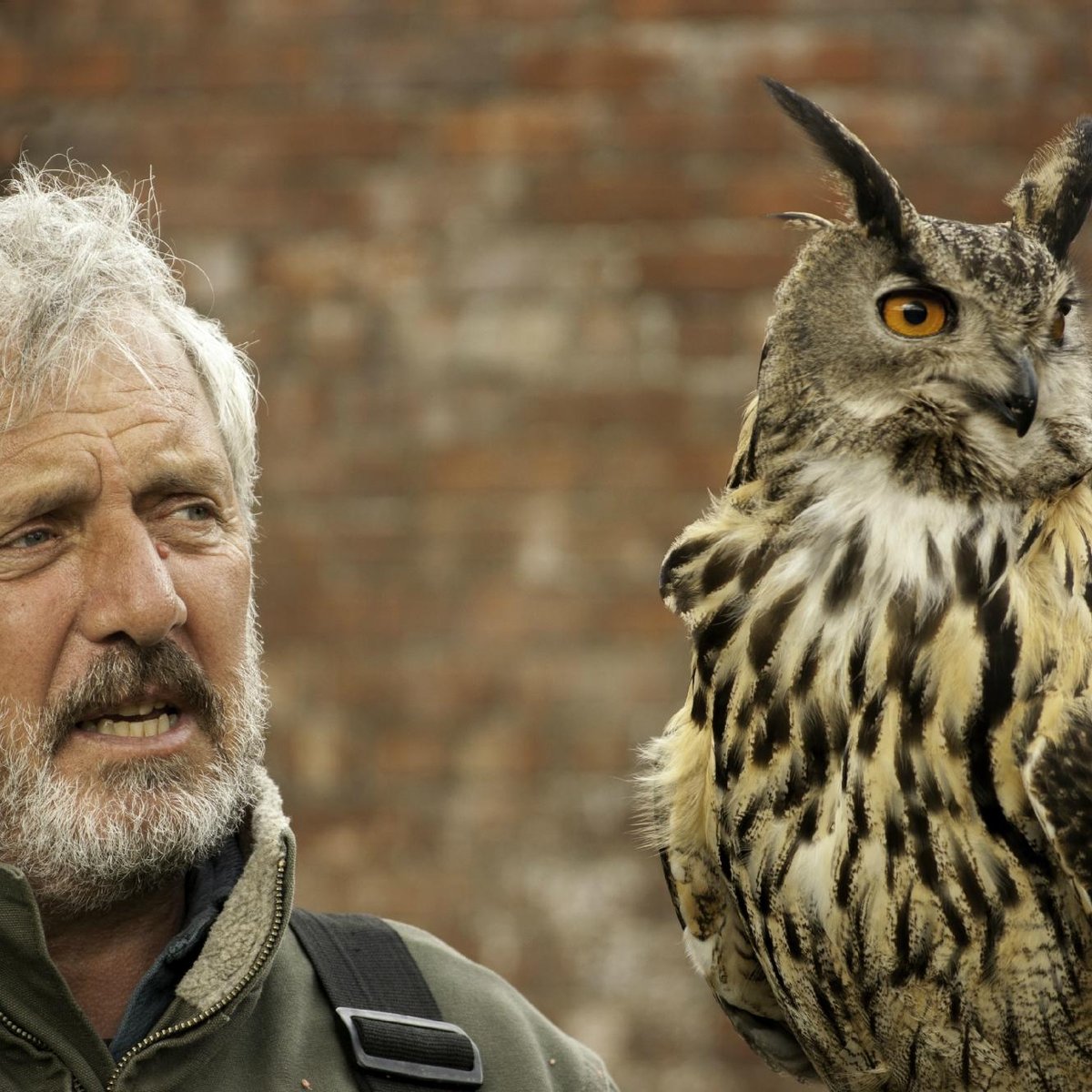 Birds of prey  Cumbria Wildlife Trust