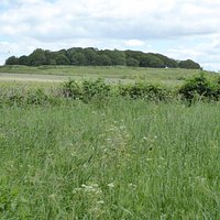 Badbury Rings from the beech avenue