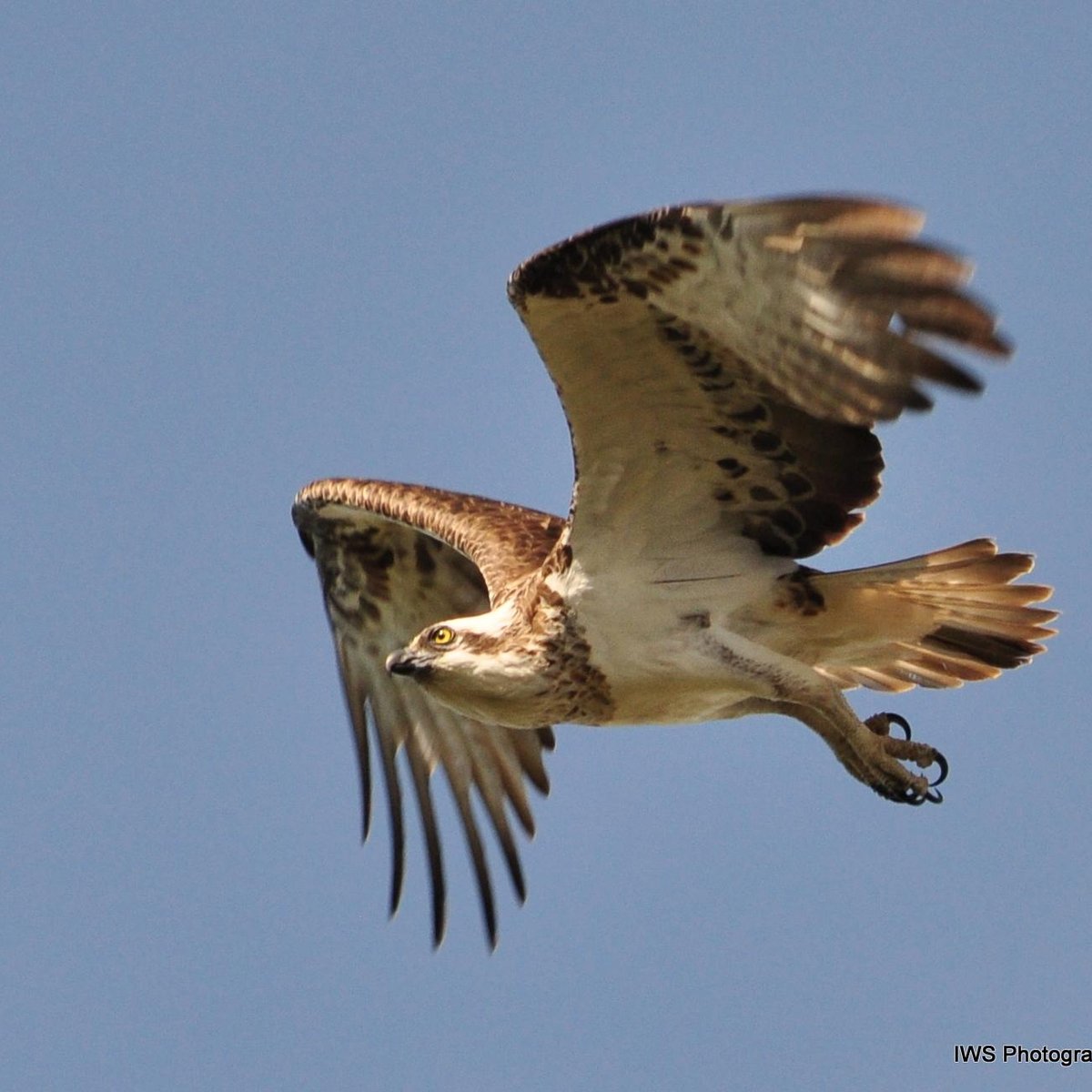 Osprey Environmental Centre Brisbane: All You Need to Know