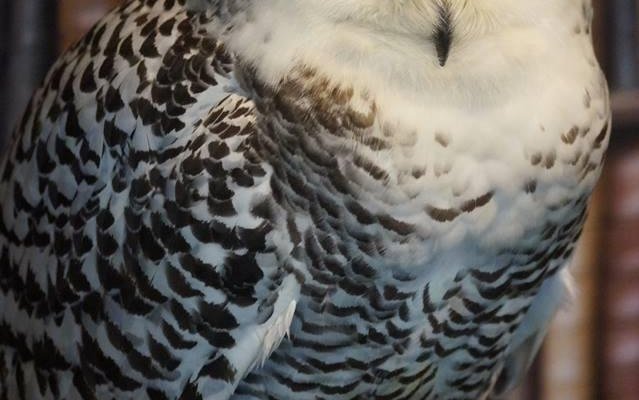 Elsa, the stunning Snowy Owl.