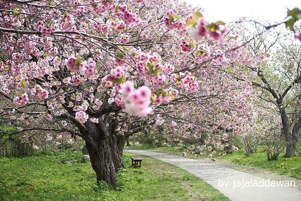 Matsumae Cherry Blossom Festival image